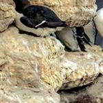 IMG_8676.jpg Guillemots de Troïl
